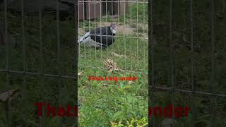 Andean condors are like living dinosaurs condors birds shortvideo [upl. by Sine]