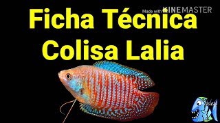 Ficha Técnica Colisa Lalia Thrichogaster lalius [upl. by Huxley]