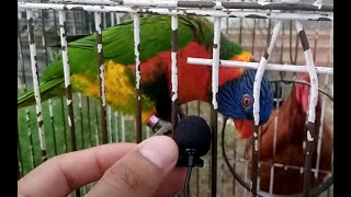 Aaj humne apne Parrot se baatein kee [upl. by Reve668]