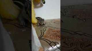 squirrel funny scene 🐿🦫🤣 [upl. by Nolrak361]