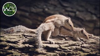 Indian palm squirrel mating  Squirrels mating  Mating Palm Squirrels  Wild World TV [upl. by Eiznik]