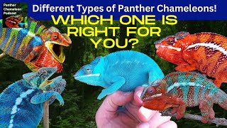 The Different Types of Panther Chameleons [upl. by Necyrb]