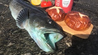 Jetty fishing for LINGCOD catch Cook and EAT how to fish swimbaits [upl. by Walls]