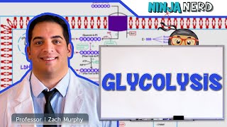 Metabolism  Glycolysis [upl. by Enelear]