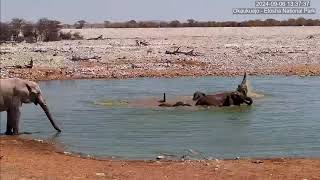 Periscopes up Elephants enjoying their day at the waterhole [upl. by Hendry]