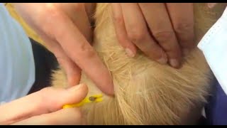 Vet Tutorial  How to Remove a Tick From a Dog [upl. by Anirod]