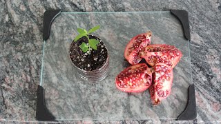 How to Grow a Pomegranate Tree from Seed Works Every Time [upl. by Yragerg]