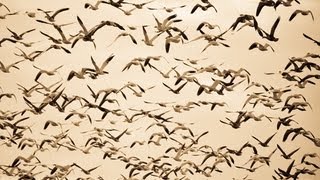 Snow Goose Hunting Scouting Leads to a 100 Bird Day [upl. by Bultman]