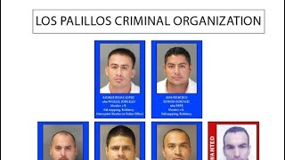 The Story Of Los Pallilos Gang From Arellano Felix Cartel To San Diego Gang [upl. by Lainad]