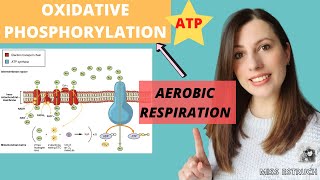 OXIDATIVE PHOSPHORYLATION Alevel Biology Aerobic respiration Chemiosmotic theory and ETC [upl. by Eladal]