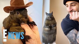 Peanut the Squirrel EUTHANIZED by New York Authorities Per Owner  E News [upl. by Zeitler]