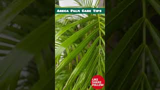 Areca Palm Care Tips homegardening indoorplants houseolants plantcare Horticulture gardening [upl. by Aelber]