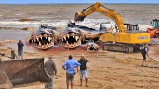 Eles Capturaram na Praia o que Ninguém Deveria ter Visto [upl. by Faxen]