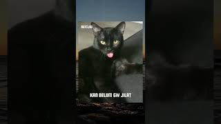 kan belum gw jilat bng 🐱 youtube shorts fyp funny cat [upl. by Notnyw523]