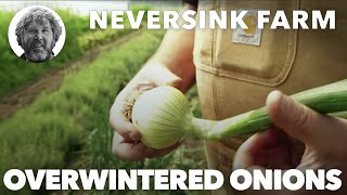 Overwintered Onions at Neversink Farm [upl. by Doig]