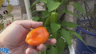 ⟹ Lunchbox Orange Sweet Snacking Pepper  Capsicum Annuum  Pod Review [upl. by Inilam]