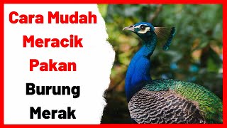 Cara Mudah Meracik Pakan Burung Merak [upl. by Merp880]