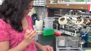 Part 6 of Gel Electrophoresis Series Gel Loading with DNA samples [upl. by Whiney]