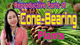 Reproductive Parts of ConeBearing Plants [upl. by Laine]