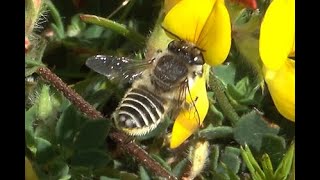 Zilveren fluitje Megachile leachella vrouwtje [upl. by Beitnes275]