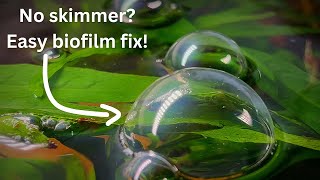 No skimmer Remove biofilm surface film scum with quick and easy methods [upl. by Onailime]