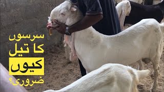 Benefits of Sarso Oil for goats  Bakriyo k liye sarso ka Tail q zaroori hy [upl. by Chas]