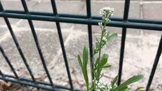 Tuinkers Lepidium sativum  20170612 [upl. by Dihsar]