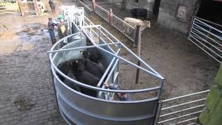 Cattle handling done right [upl. by Manbahs]