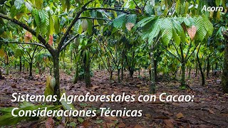 Sistemas Agroforestales con Cacao Consideraciones Técnicas ft Egbert Spaans [upl. by Norrehc]