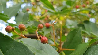 Picking  and pickling with  homegrown Szechuan Peppercorns Zanthoxylum simulans [upl. by Sewell490]