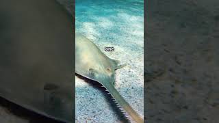 Lumberjack of the Ocean SawFish wildfish coolanimals [upl. by Territus850]