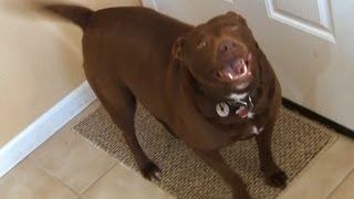 Smart AkitaPitbull Mix Excited For Walk [upl. by Ahola289]