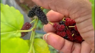 Small harvest mulberriesbrinjal galijeru [upl. by Priestley547]