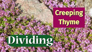 How to Divide Creeping Thyme  Free Plants groundcover freeplants [upl. by Nylecyoj]