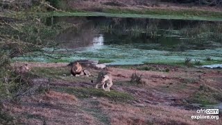 Lions Female cubs and November male active again Tembe Aug 31 2024 520610 PM SAST resume [upl. by Fedak]