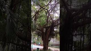 Pohon akarnya di atas shortvideo vlogtkwhongkong pohonbesar [upl. by Kathryne600]