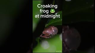 Croaking frog at midnight 🐸cute experiment labexperiment animalphotos science animalpictures [upl. by Arundel651]