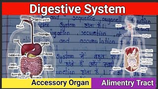 digestive system  digestive system anatomy and physiology  digestive system in hindi  पाचन तंत्र [upl. by Rodd]