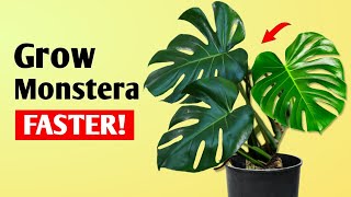 How To Get LARGER Monstera Deliciosa Plant at Home  Monstera Plant Care Tips [upl. by Ynittirb]