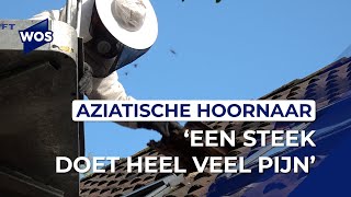 Nest vol Aziatische Hoornaars ontdekt Het worden er steeds meer [upl. by Strander]