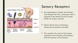 How do nerves work  Elliot Krane [upl. by Ecarg]