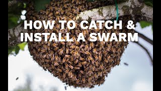 How to Catch amp Install a Swarm [upl. by Derfnam462]