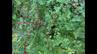 Nanking Cherry Jelly Time [upl. by Gayl]