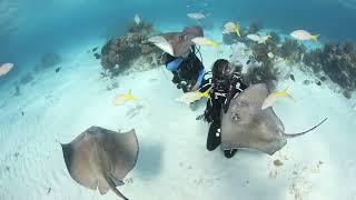 Diving Stingray City Grand Cayman [upl. by Nivloc]