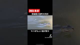 【ハゼ釣り】茨城県大洗町涸沼川でちょい投げ shorts 釣り アウトドア 川釣り ハゼ釣り [upl. by Landmeier506]