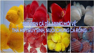 500 Con Cá Dĩa Abino Beo Đỏ Xanh Vàng Mới Về Thắng Lợi Nuôi Thủy Sinh Cá Rồng Tuyệt Đẹp cadia [upl. by Eyma]