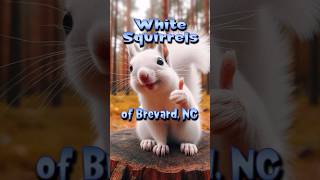 WHITE SQUIRRELS 😮 Brevard North Carolina shorts brevard northcarolina travel more2explore [upl. by Cuttie]