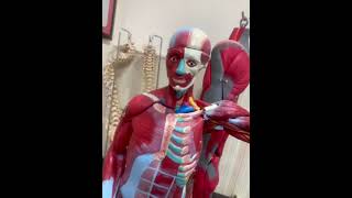 Human Skeletal Muscles Anatomy Model anatomy medical models [upl. by Claus]