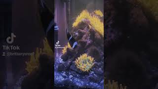 Clarkii Clownfish and their Anemones aquarium anemone fish [upl. by Liss]