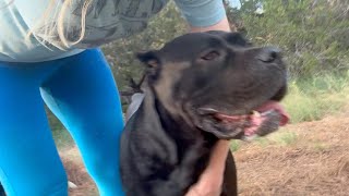 CANE CORSO Dog Survives HURRICANE [upl. by Roane]